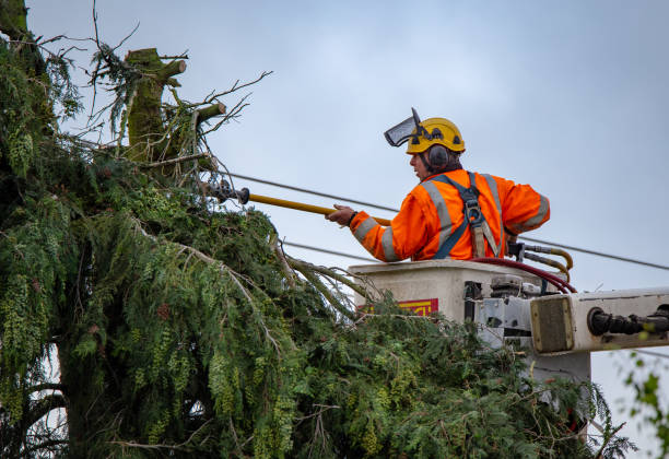 Best Tree Removal  in Gustine, CA